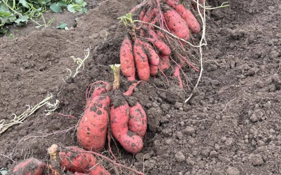Tired of growing the same old spuds? Find out how you can grow your own sweet potatoes—like this Georgia Jet variety—west of the Cascades! Join WSU Clallam County Extension Regional Horticulture Specialist Laurel Moulton for the Green Thumb Education Series presentation “Growing Sweet Potatoes,” Thursday, December 14th, 12-1 at the Port Angeles Library. (Photo by Laurel Moulton)