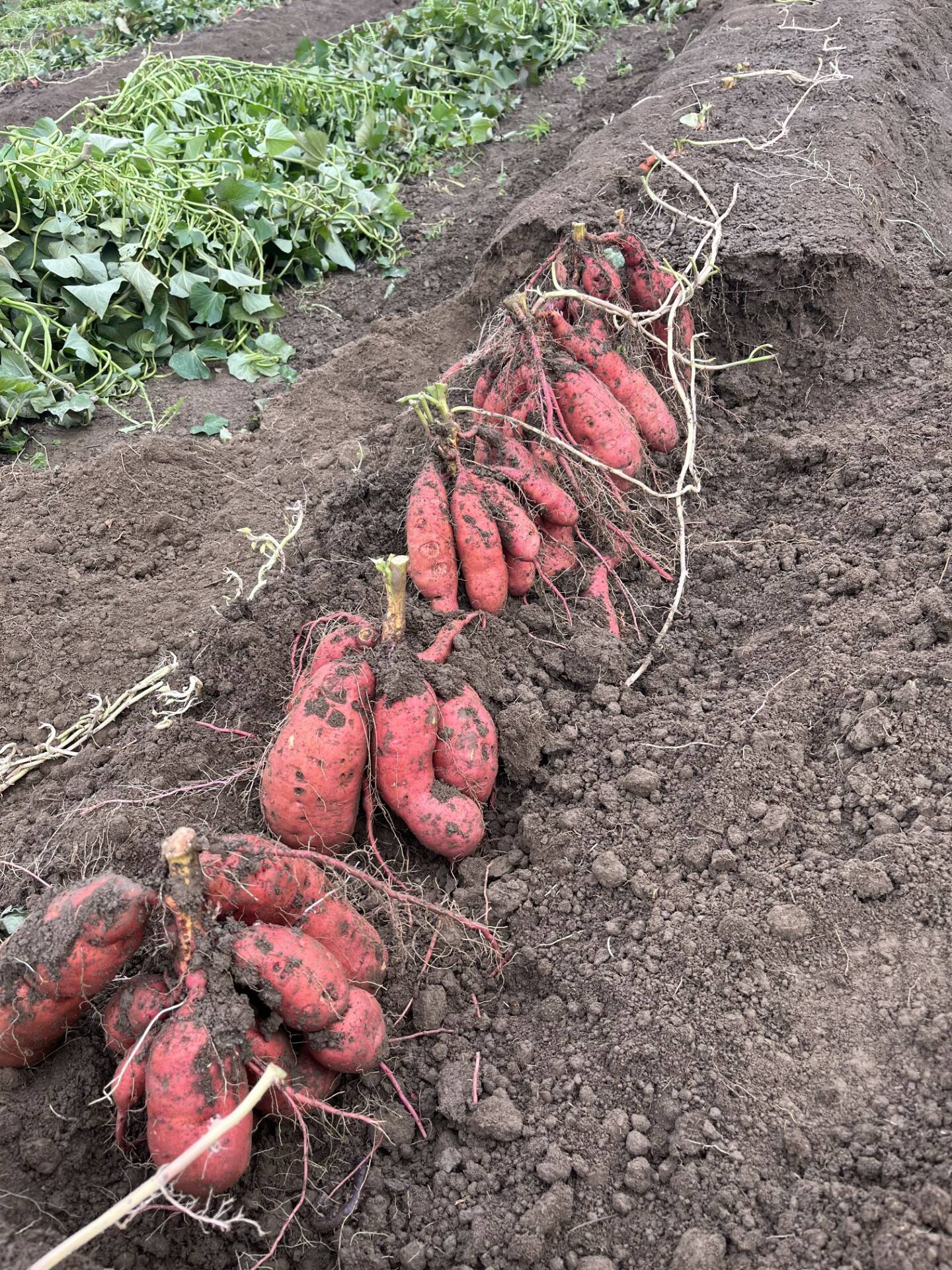 Tired of growing the same old spuds? Find out how you can grow your own sweet potatoes—like this Georgia Jet variety—west of the Cascades! Join WSU Clallam County Extension Regional Horticulture Specialist Laurel Moulton for the Green Thumb Education Series presentation “Growing Sweet Potatoes,” Thursday, December 14th, 12-1 at the Port Angeles Library. (Photo by Laurel Moulton)