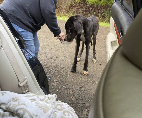 Karen Thomas gives “Casey” a bit of food for encouragement as she and her granddaughter Taryn attempt to get the Great Dane into her vehicle. Submitted photo