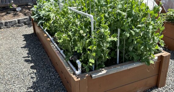 Automated Drip Irrigation System. Submitted Photo