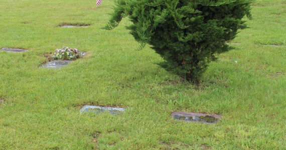 The shrub.