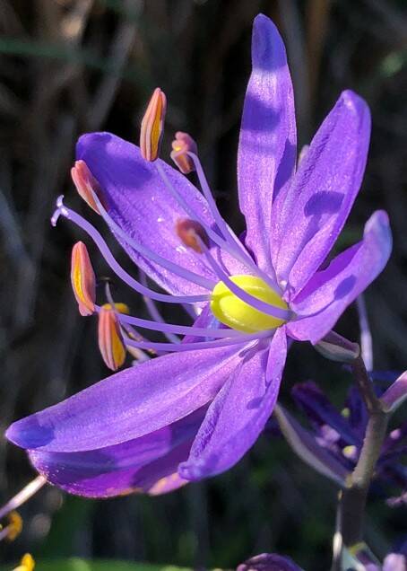 Camas, plants native to the Pacific Northwest, offer a variety of benefits including ecological advantages, culinary uses and aesthetic values. Camas also holds cultural significance for Native American communities, representing a connection to their heritage and traditional knowledge. With their striking purple hues, they add beauty to landscapes, attract pollinators like bees and butterflies and play a crucial role in pollination and ecosystem balance.
Please note that the Green Thumb presentation series has a new time: 1 p.m.—2 p.m.
Visit https://clallammgf.org/ for more information. Photo of camas blossom by Fred Sharpe