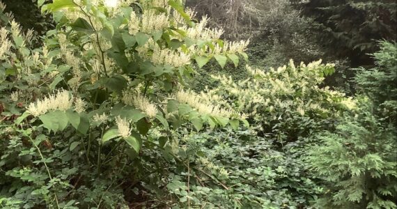 Photo of Bohemian knotweed and Himalayan blackberry by Clallam County Noxious Weed Control Board
This dastardly duo of Bohemian knotweed and Himalayan blackberry are examples of weeds listed on the Clallam County noxious weeds list. Noxious weeds are non-native, highly destructive, competitive or difficult to control by cultural or chemical practices.