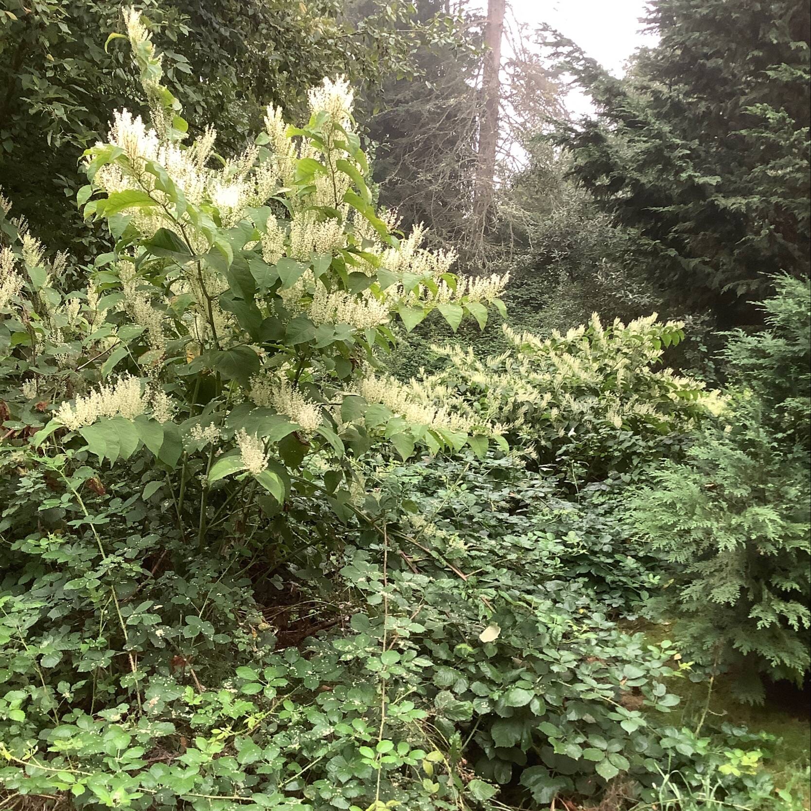 Photo of Bohemian knotweed and Himalayan blackberry by Clallam County Noxious Weed Control Board
This dastardly duo of Bohemian knotweed and Himalayan blackberry are examples of weeds listed on the Clallam County noxious weeds list. Noxious weeds are non-native, highly destructive, competitive or difficult to control by cultural or chemical practices.