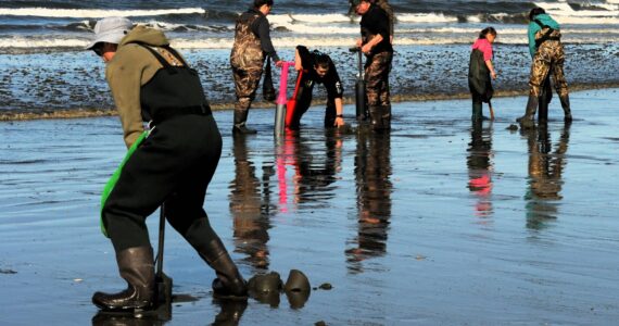Photo by Lonnie Archibald
Clam diggers were rich in color as well as in clams as they searched for the popular razor clams at Moclips on Thursday, April 3. Good weather and the clams were showing.