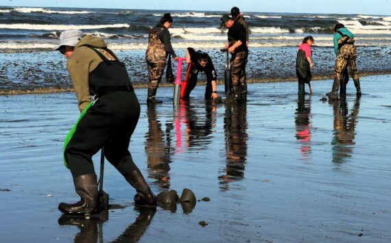Photo by Lonnie Archibald
Clam diggers were rich in color as well as in clams as they searched for the popular razor clams at Moclips on Thursday, April 3. Good weather and the clams were showing.