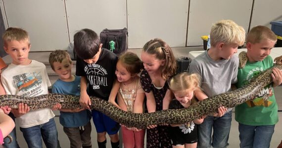 Forks Elementary students got up close with slithery, slimy creatures recently. The creatures came in all sizes, including this large jumbo-size snake and ….