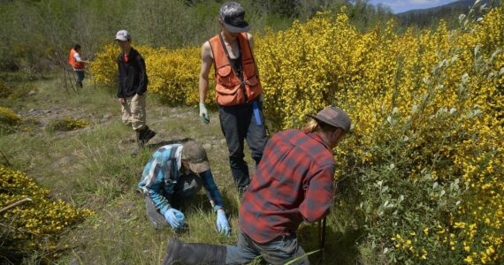 Submitted photo
Crew at Elk Creek in May cutting back scotch broom.