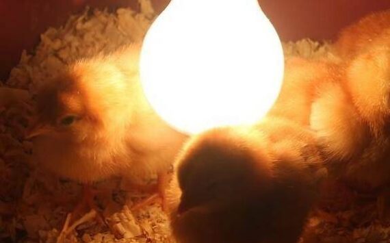 chicks