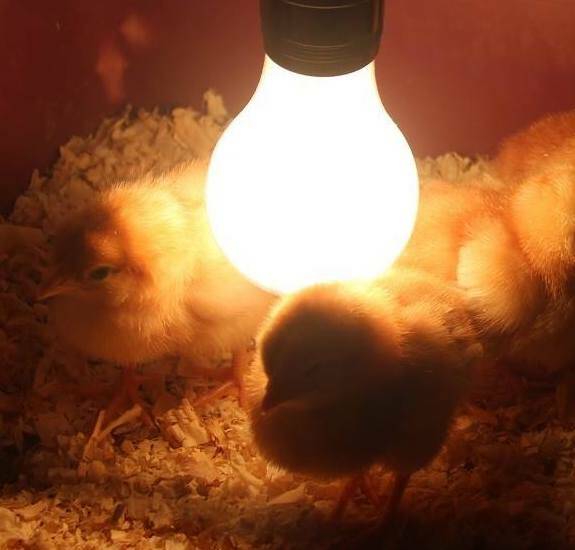 chicks