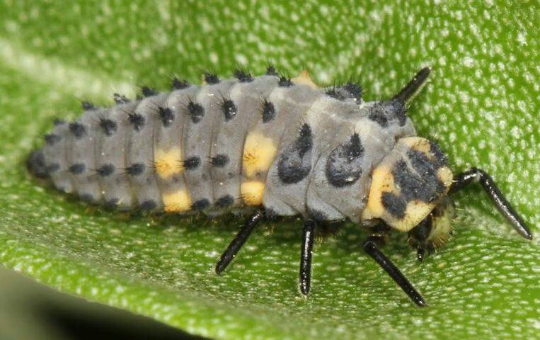 You may want to think twice before you introduce the sole of your boot to a bug in your garden! This little guy looks fierce, but it’s actually the larva of a lady beetle—an insect that eats plant-destroying critters like aphids and mites.
(Photo of a seven-spotted lady beetle larva by Judy Gallagher, CC BY 2.0, via Wikimedia Commons.)