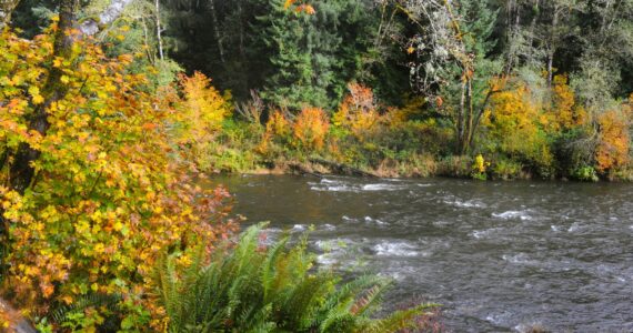 At the end of October, these fall colors were seen along the waters of the Sol Duc River. The winds of autumn, however, have since blown away these leaves of the Big Leaf and Vine Maples, and yes, the river runs through it. Photo by Lonnie Archibald