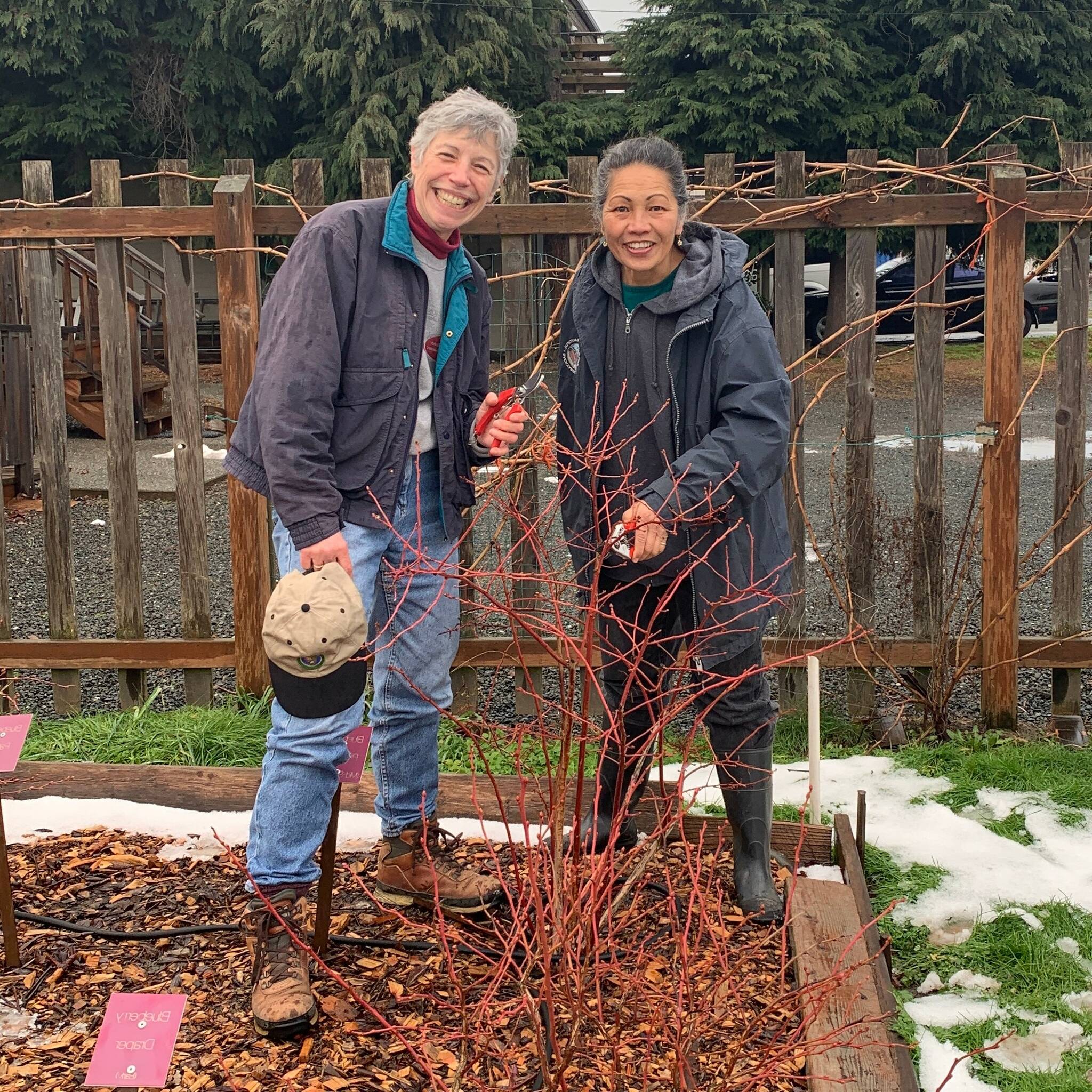 Photo by Paul Stehr-Green
Nothing tastes like a fresh berry plucked right off the vine! Join Clallam County Master Gardeners Jeanette Stehr Green and Audreen Williams for the 2026 Homegrown Berry Series and learn how to grow ripe, juicy strawberries, raspberries, blueberries and blackberries in your home garden. This 8-part series will teach you what you need to know to grow and care for your very own berry plants.
Left to right: Jeanette Stehr-Green and Audreen Williams pruning a blueberry bush.