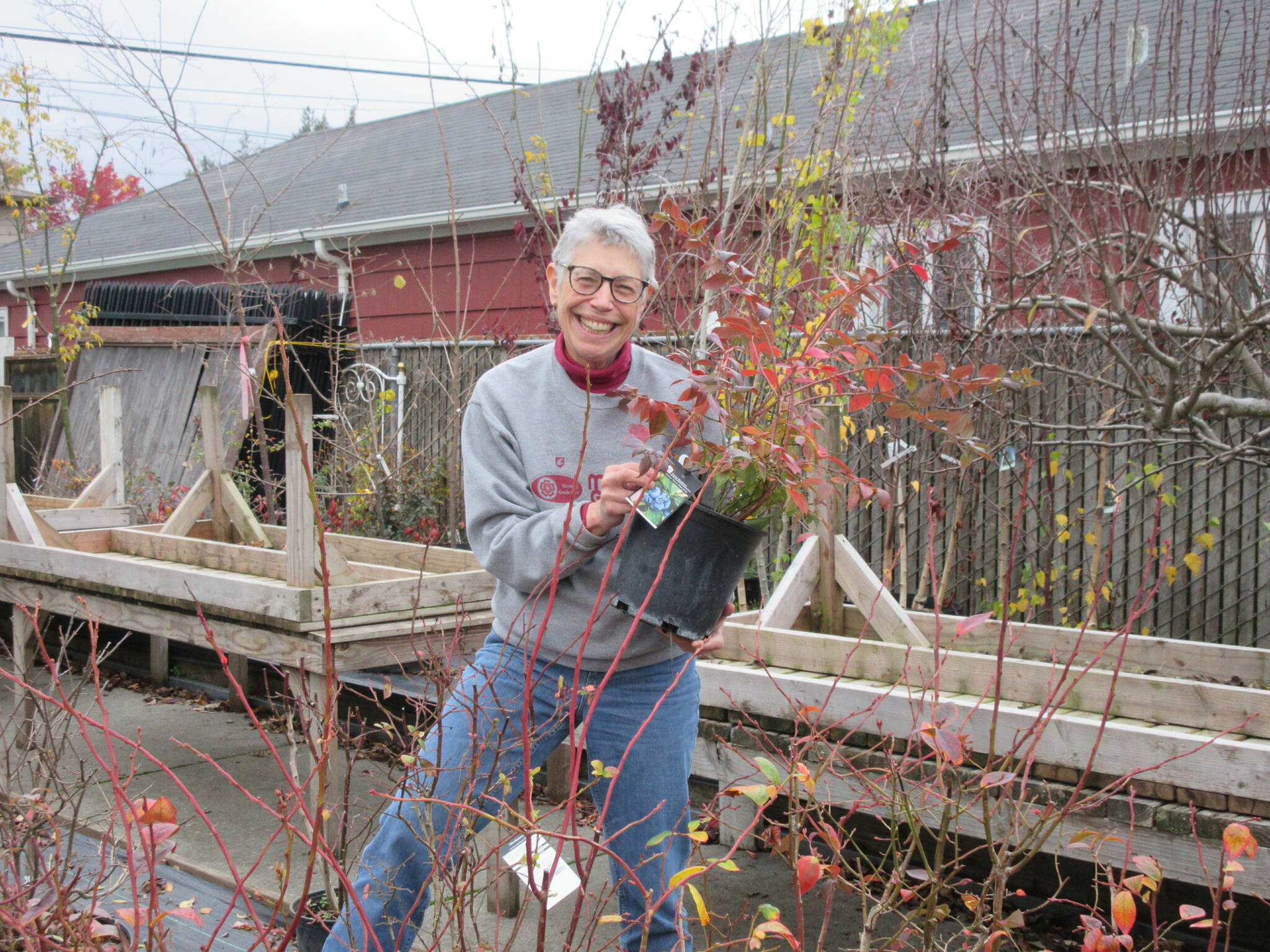 Learn how to select blueberries, strawberries, raspberries and blackberries for your home garden. Join veteran Clallam County Master Gardener Jeanette Stehr-Green for the Green Thumb Education Series presentation Berry-licious: Selecting Berries for Your Home Garden. Photo of Jeanette Stehr-Green holding berry plant by Audreen Williams.