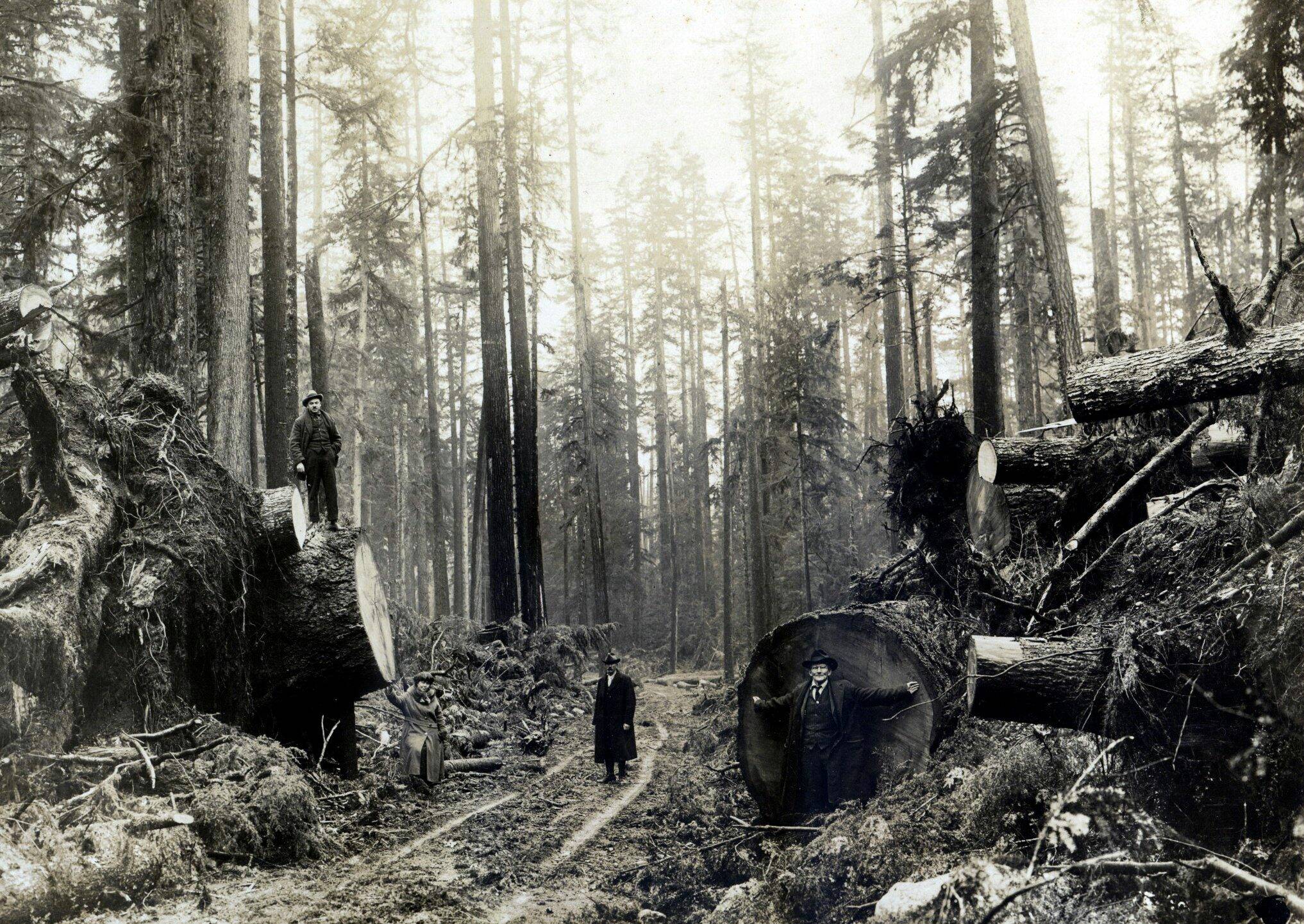 Photo Merchant/Mayberry/Smith family 
While this photo did not appear in the newspaper, many locals did document the storm damage. Here, locals stand along the Quillayute Road in a cleared section. It was estimated that it took about a day to clear a mile of roadway.