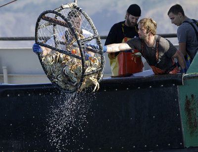 Dungeness crab