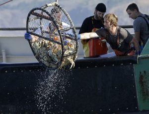 Dungeness crab