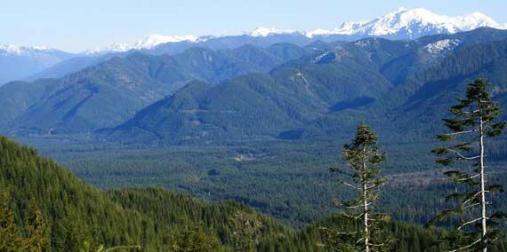 Olympic State Experimental Forest (OESF)