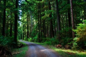 Forest Service Road.