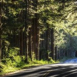 Storm Damage closes Upper Hoh Road