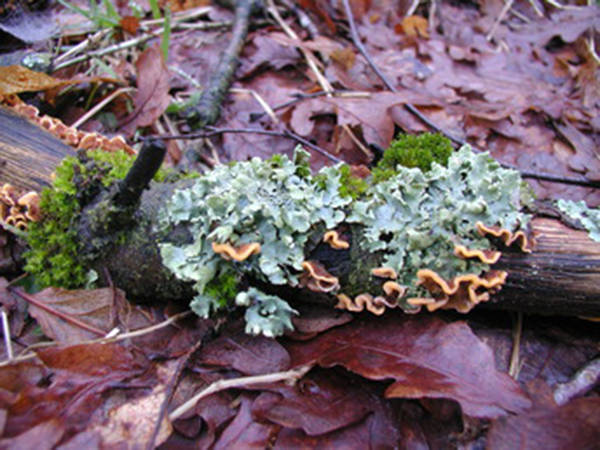 The function of fungus