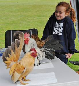 4-H member Leile Earls examines the Crafty Critters poultry at the 4-H exhibit during the Family Fair held at the Forks Elks Lodge on Saturday.