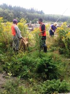 Giving Invasive Plants a Brake