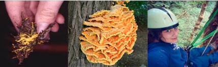 Fungal Communities in Canopy Soils