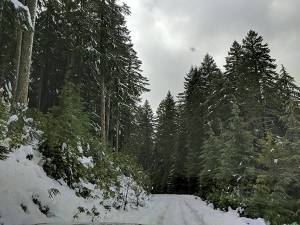 Holiday Tree Permits Available