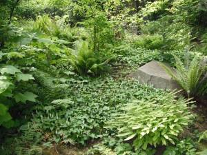 LEARN ABOUT LANDSCAPING WITH NATIVE PLANTS