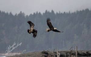 Eagle Fest this Saturday in Neah Bay