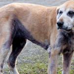 Before … Maggie was in a miserable state …