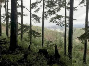 A view from the trail, with Forks in the distance. Photo Judy Smith