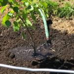 Friends of Hoko River State Park are Re-establishing the Cowan Heritage Orchard