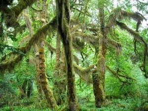 Great new tool for exploring Pacific Northwest National Forests