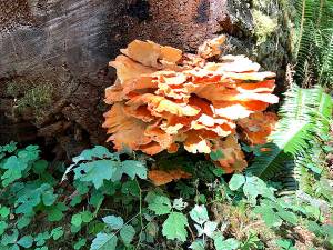 Fungus at the Hoh.