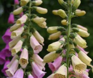 One thing leads to another ….