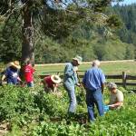 Potato Dig SET FOR SEPT. 16 More fun than a barrel of monkeys!