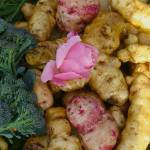 Potato Dig SET FOR SEPT. 16 More fun than a barrel of monkeys!
