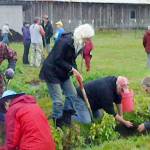 At right, field diggers.                                 Far right, Dave with beans!                                 Submitted photos