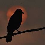 A spooky crow backlit by the smoke-hazed sun makes a great Halloween photo! the photo taken this summer seems to fit Halloween better than August, so it was worth saving for now. Photo Lonnie Archibald