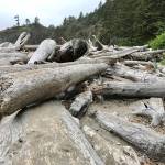 The beach logs you cross to reach Second Beach