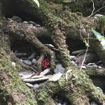 Hikers leave stones and shells in a niche beside the trail.