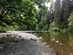 Calawah River salmon habitat conserved with North Olympic Land Trust