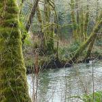 The trail runs alongside the Little Hoko River.