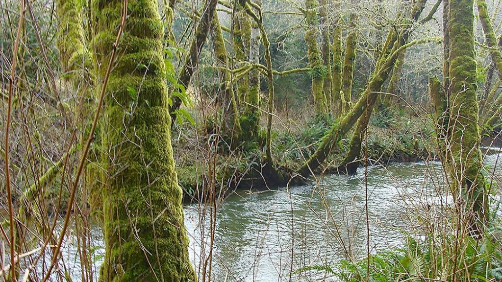 The trail runs alongside the Little Hoko River.