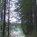 Tall evergreens frame the trail.