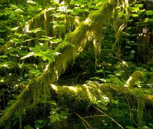 ONRC: Evening Talk May 31st: The impact of Growler jets on the Olympic Peninsula soundscape!