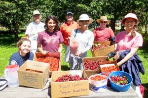 Neighbors Helping Neighbors by picking fruit