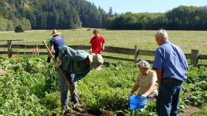 Open Sundays in July, August, and September from 2-4 p.m., and by appointment, call 360-963-2442. Past Sekiu on Highway 112, head west to Hoko-Ozette Road. Turn South. Look for the big turn-of-century barn on the left. Enter Cowan Heritage Area. Friend us on Facebook-Friends of Hoko River State Park.                                Submitted photo